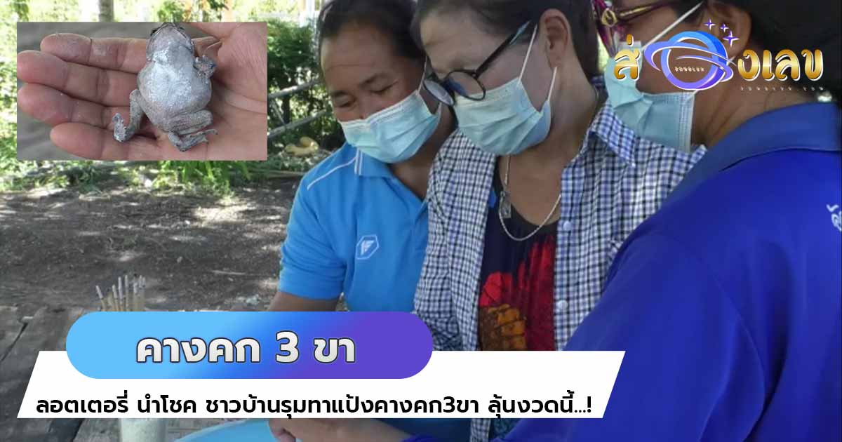 ลอตเตอรี่ นำโชค ชาวบ้านรุมทาแป้งคางคก3ขา ลุ้นงวดนี้…!