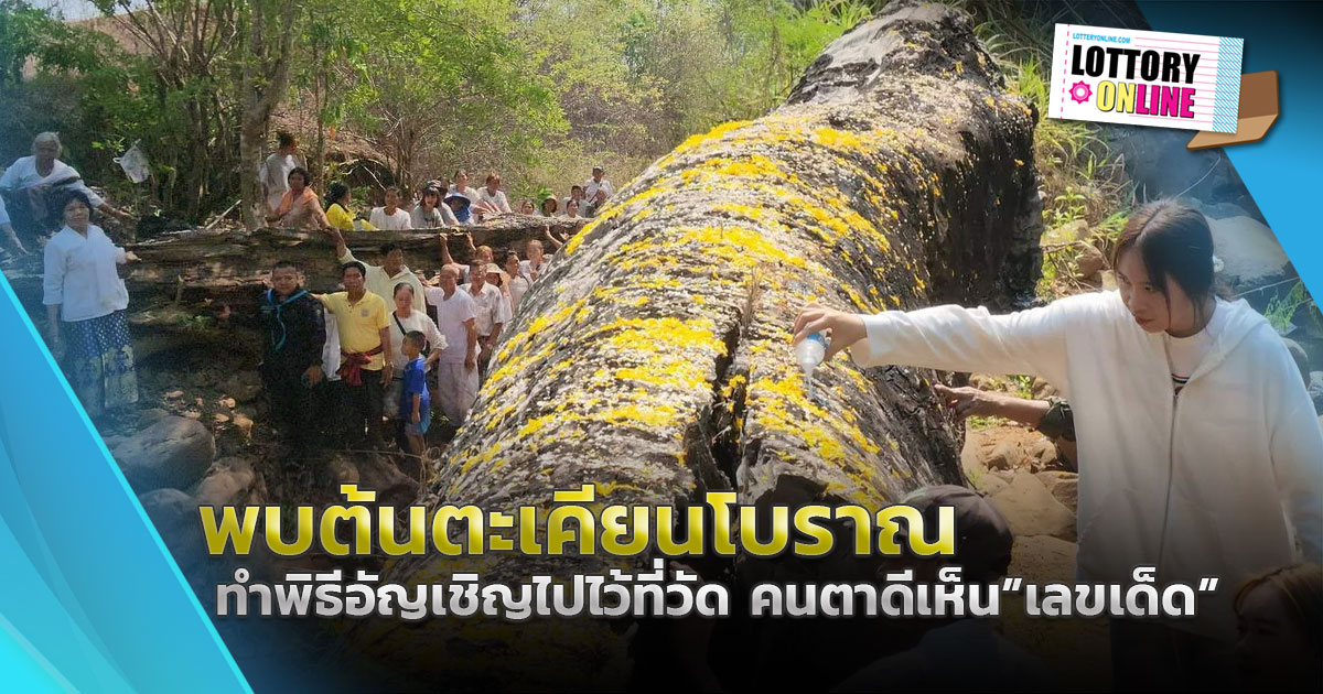 เลขเด็ด 16/4/66 ชาวบ้านแห่ไหว้ขอโชค “ต้นตะเคียนยักษ์” ยาวกว่า 40 เมตร